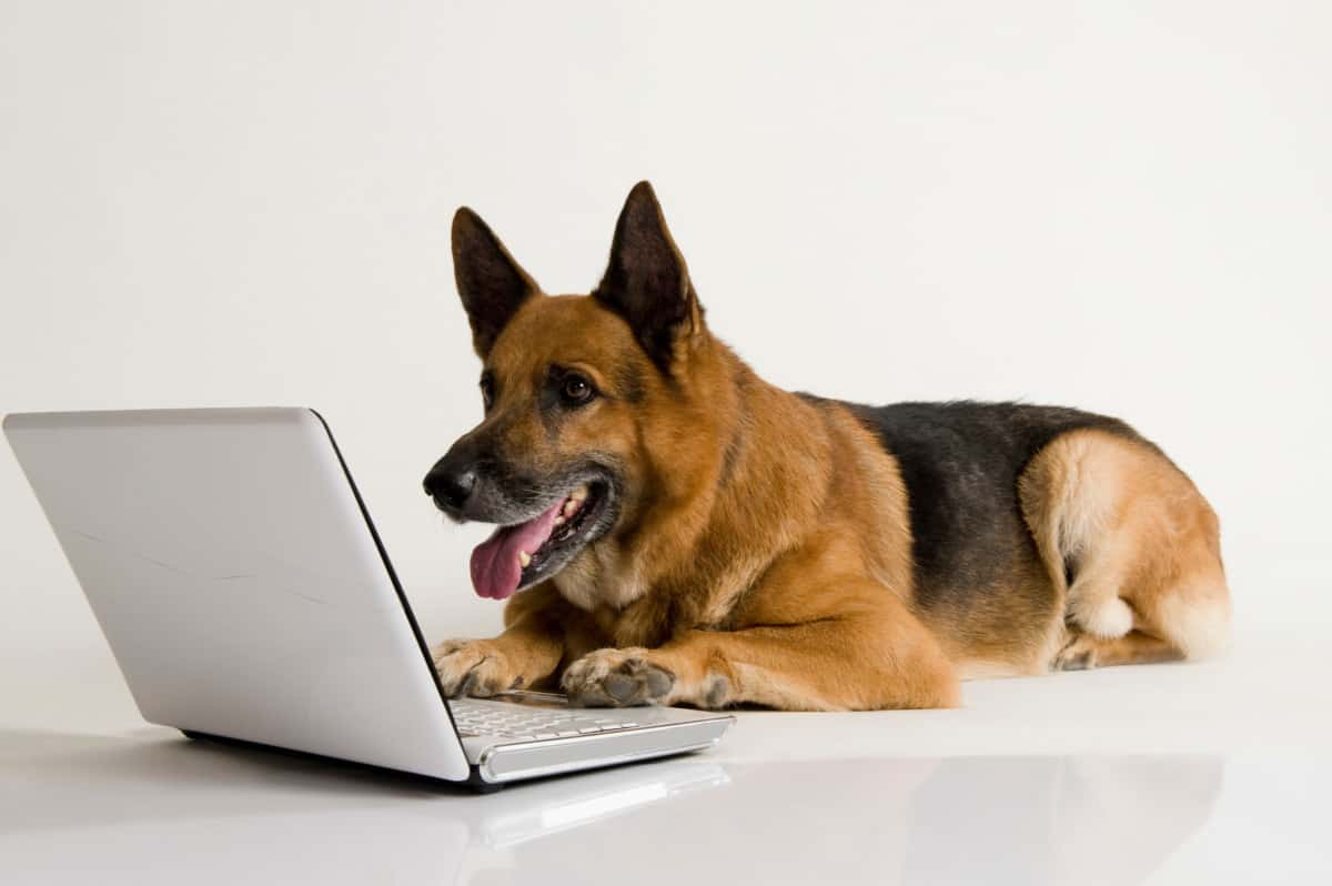 German Shepherd dog using a laptop. Are German Shepherds Intelligent?