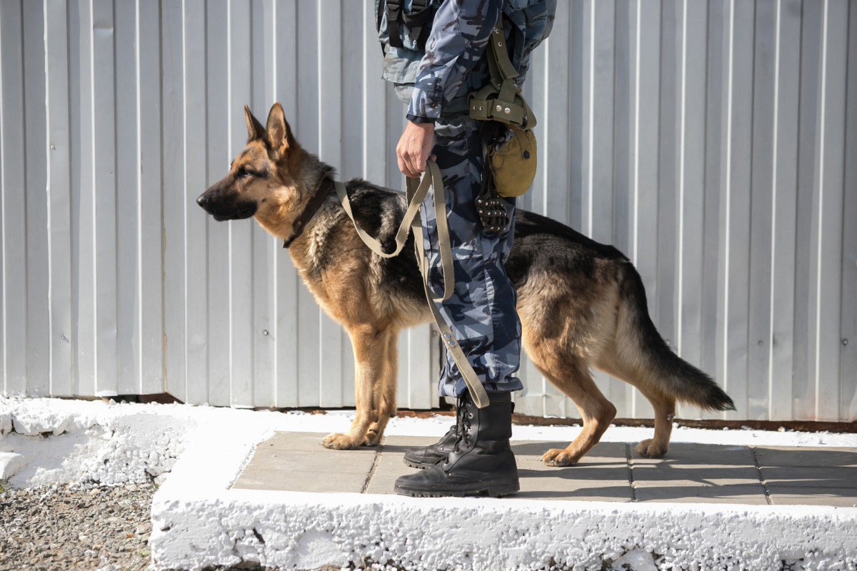 German Shepherd Working Dog with a police official