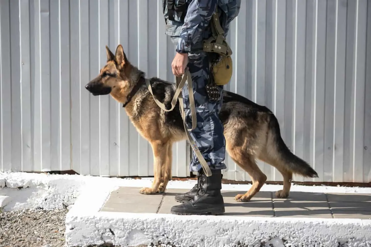 German Shepherd Working Dog - Police Dog