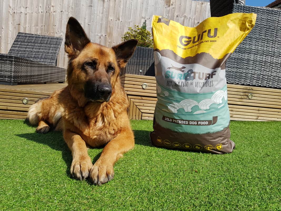 A German Shepherd dog with a pack of dry dog food.