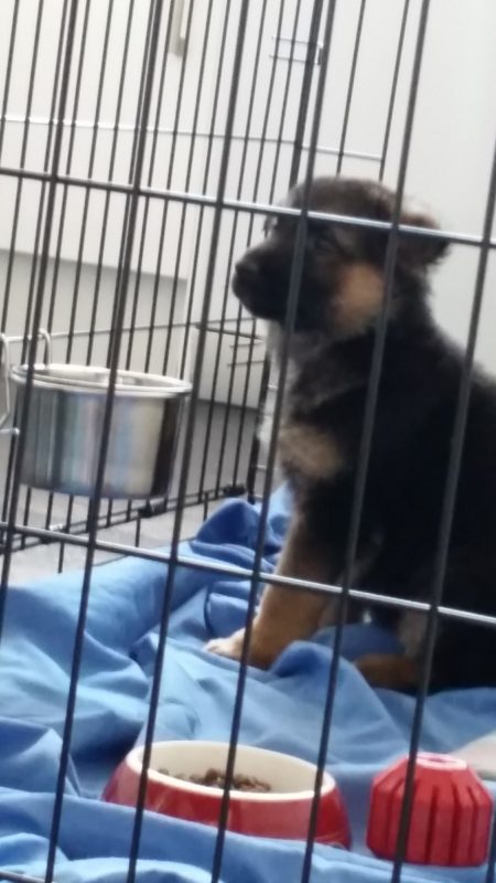 German Shepherd Puppy in crate