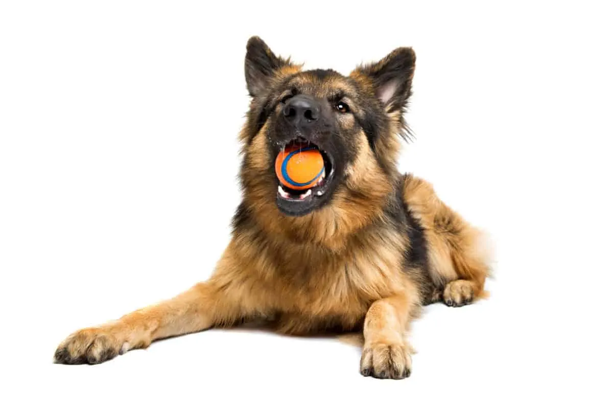 German Shepherd chewing an orange ball