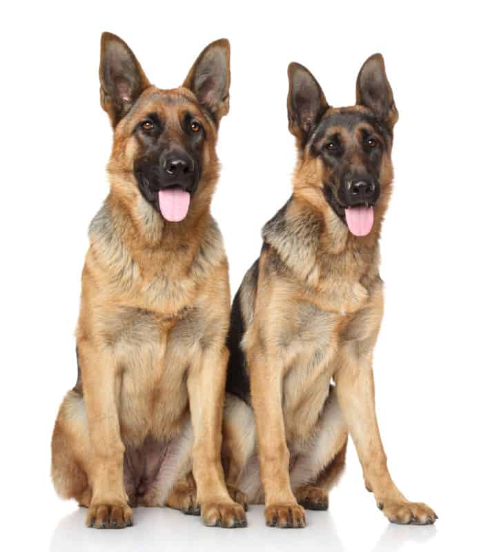 Two Female German Shepherd Dogs sat down together, Will Two Female German Shepherds Get Along?