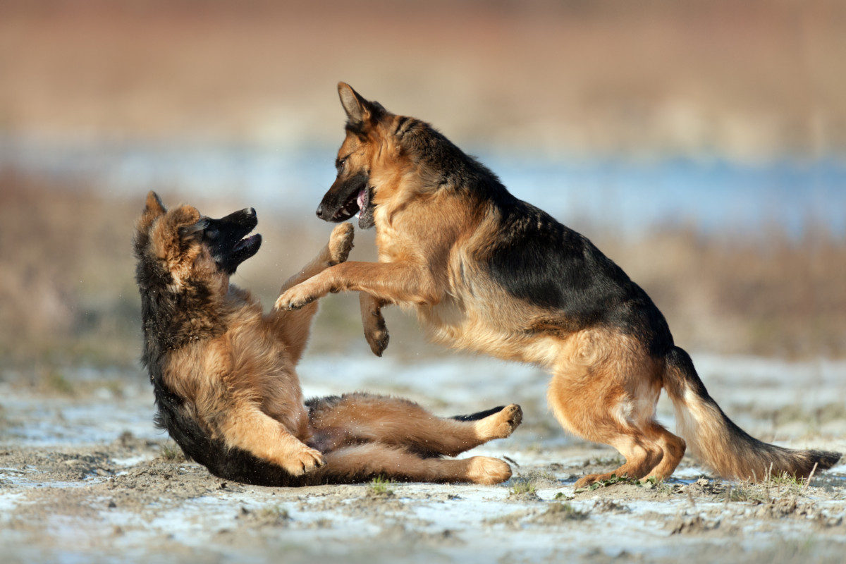 Two female german shepherd dogs fighting , Will Two Female German Shepherds Get Along?