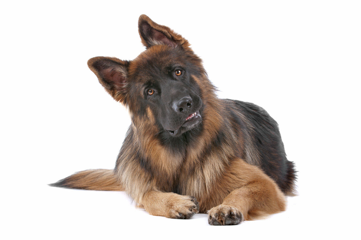 Long Haired German Shepherd: Shedding Truths, Care & Facts – World of Dogz
