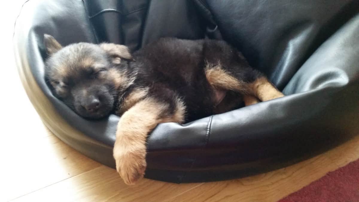 How to Train 8 Week Old German Shepherd Puppy Beginners