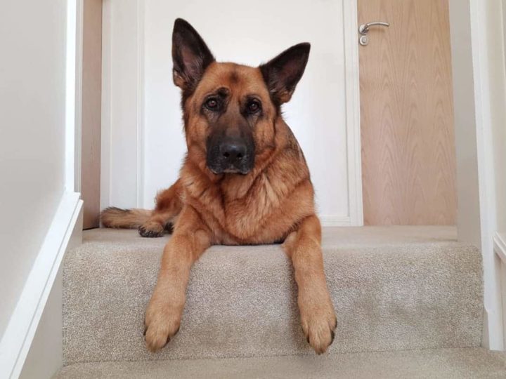 German Shepherd Dog laying at the top of the stairs. Are Stairs Bad for German Shepherds?