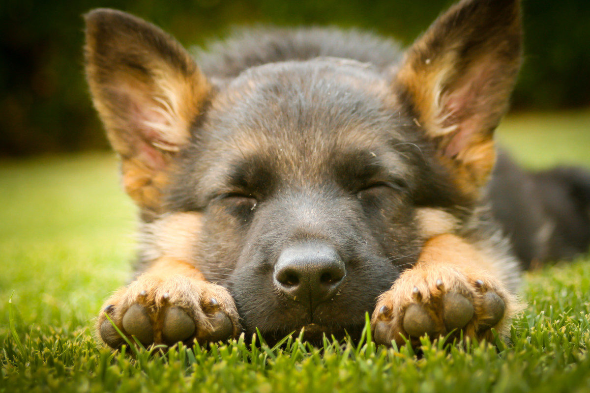 German Shepherd Puppy sleeping outside on the lawn. Can a German Shepherd Puppy Sleep Outside?