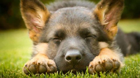 Can a German Shepherd Puppy Sleep Outside?