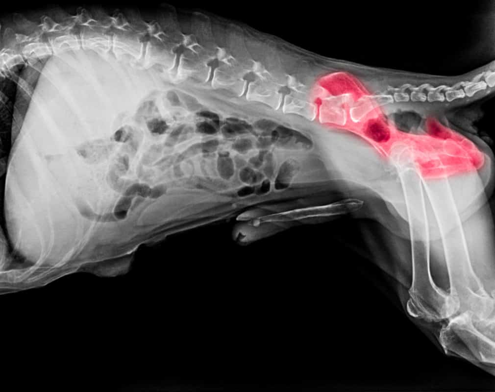 X-ray of Dog with Hip Dysplasia. 