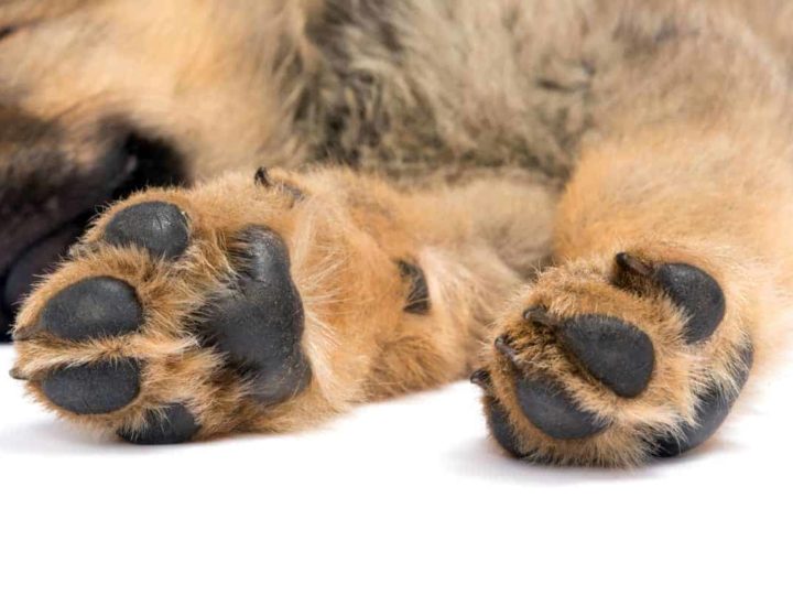 German Shepherd Puppy Paws. Do German Shepherd Puppies Have Big Paws?
