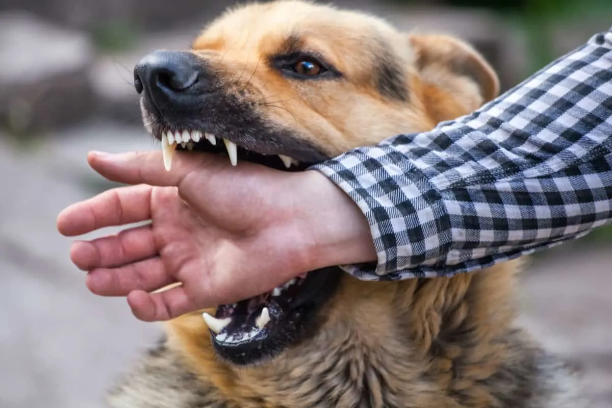 A German shepherd bites a man by the hand. Do German Shepherds Have the Strongest Bite Force?