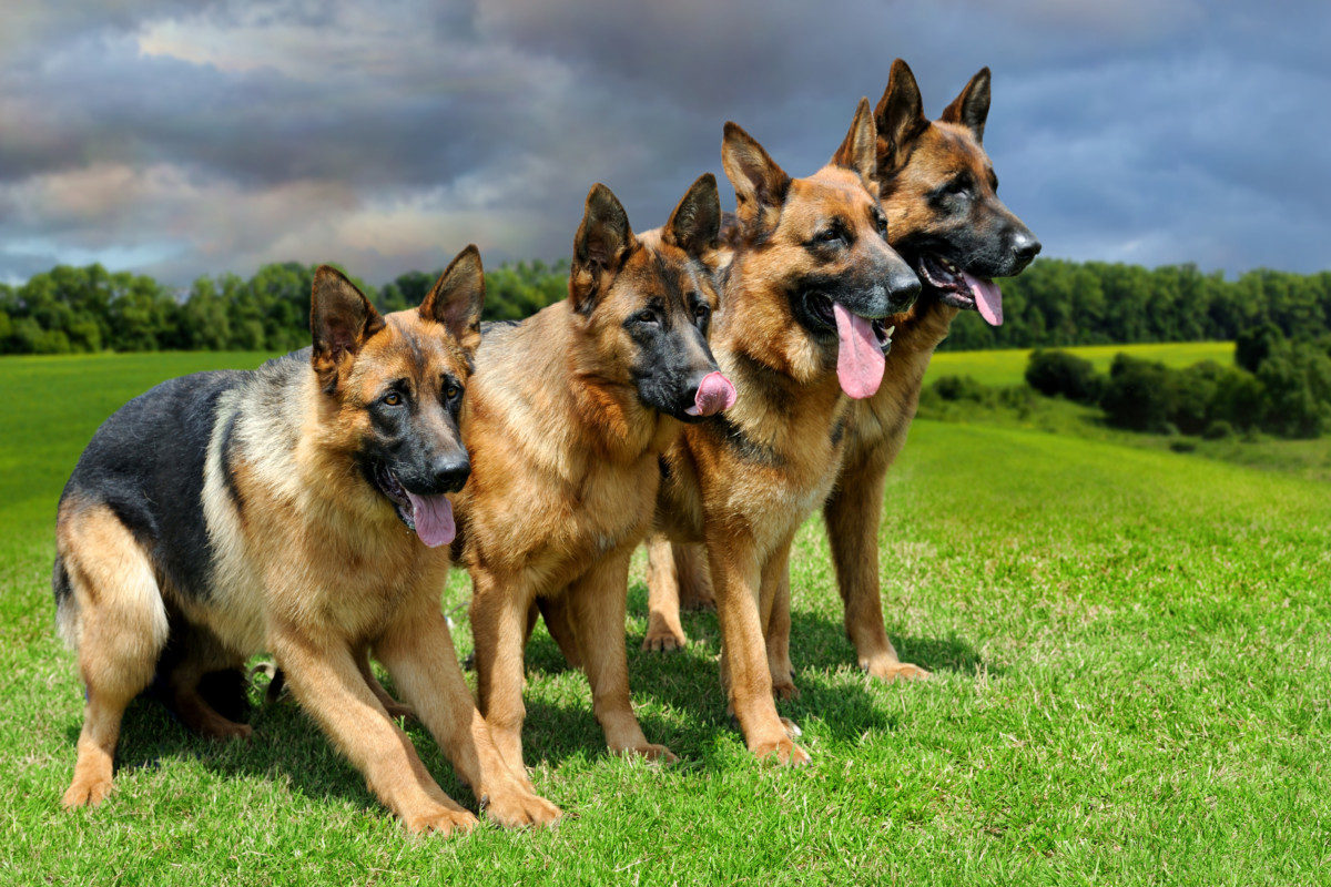 Do German Shepherds Need Large Breed Food? - World of Dogz