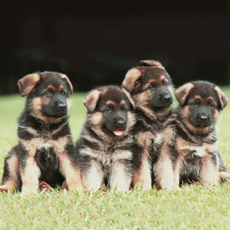 Four German Shepherd Puppies sitting in a row. German Shepherd Puppy Training.