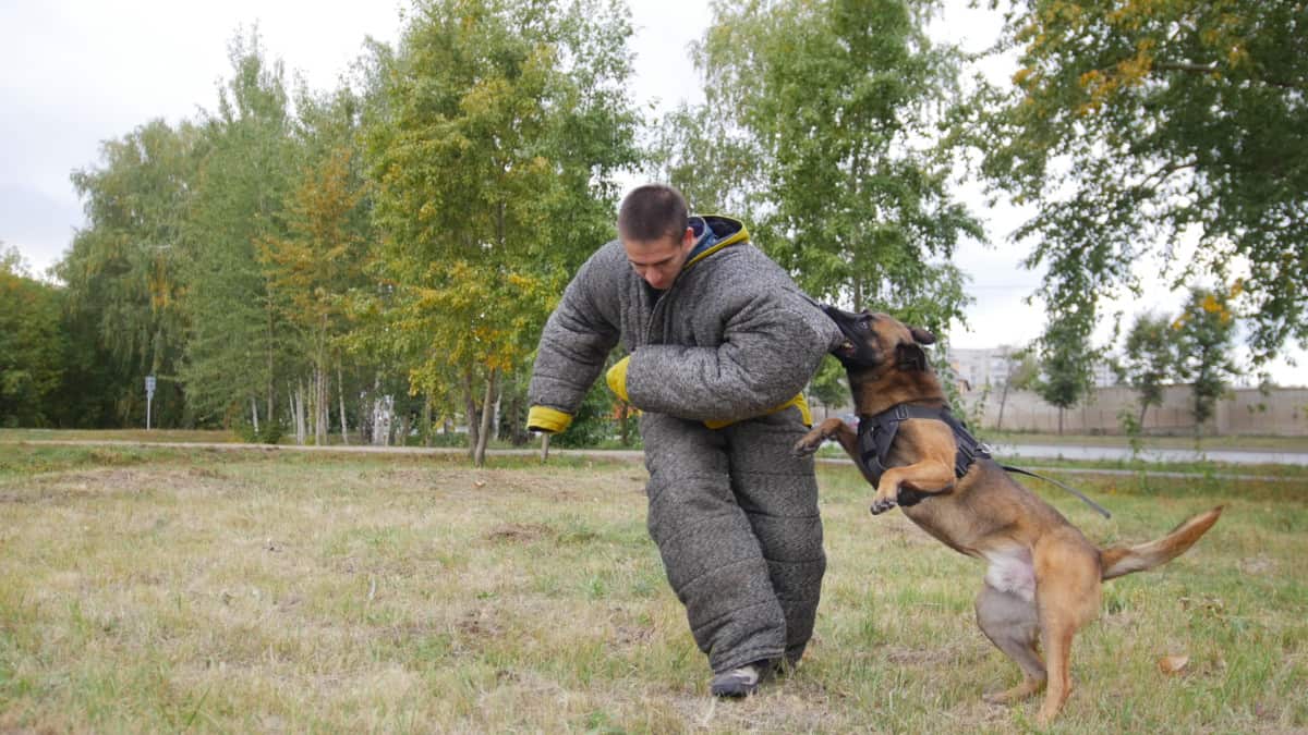 Big trained German Shepherd biting the shoulder of a man in a protection suit. Are German Shepherds Stronger Than Humans?