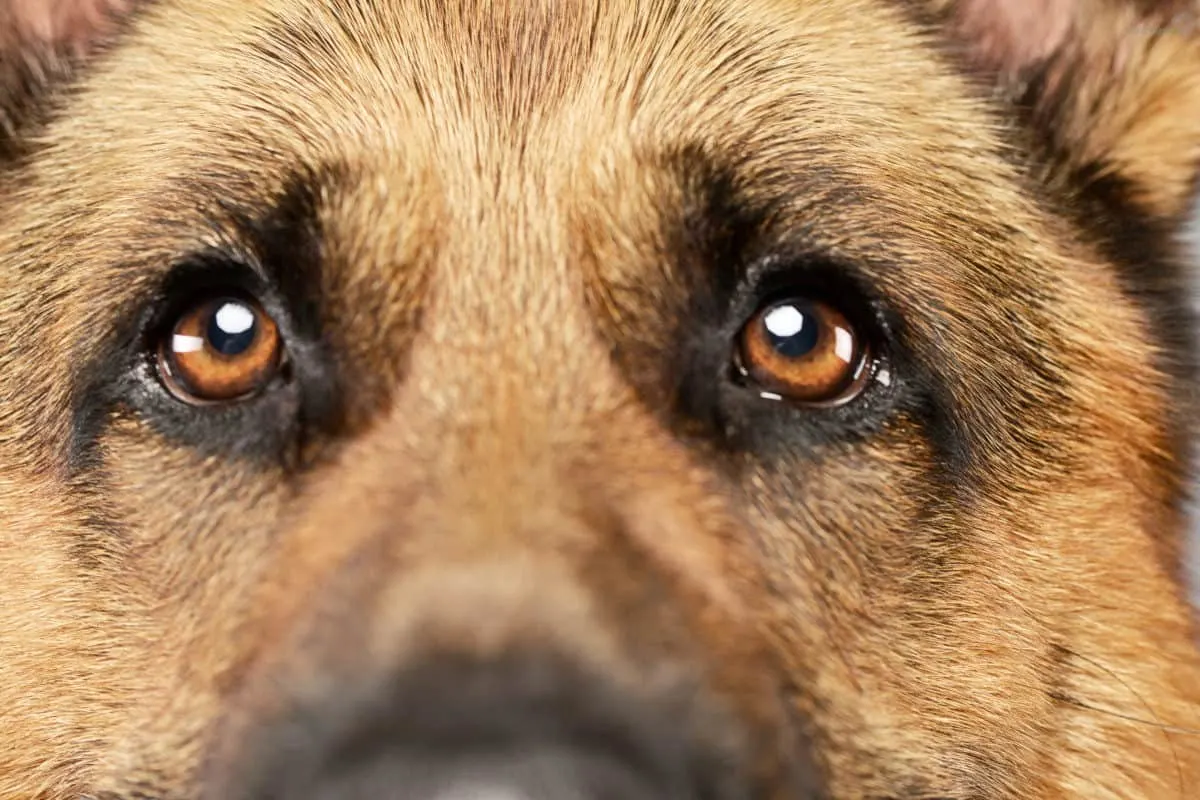 German Shepherd Dog face with staring eyes. German Shepherd Dog Body Language