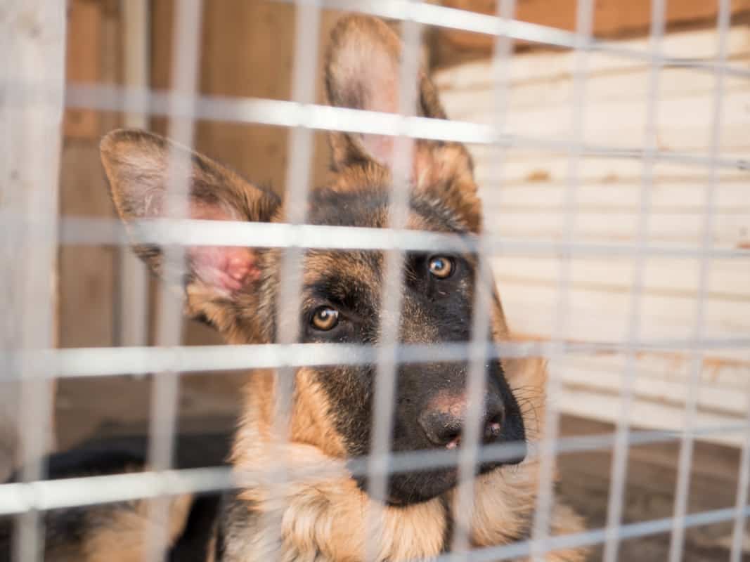 German shepherd dog sits locked in a cage. How to Discipline a German Shepherd: What Not to Do!