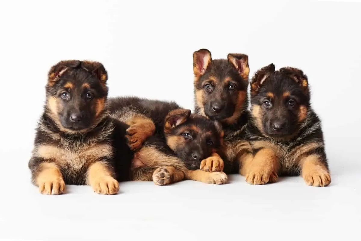Four German Shepherd Pups. 