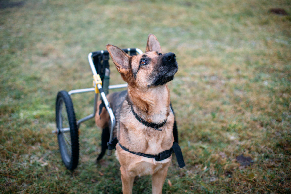 German Shepherd in a Dog Wheelchair. German Shepherd Hip Problems