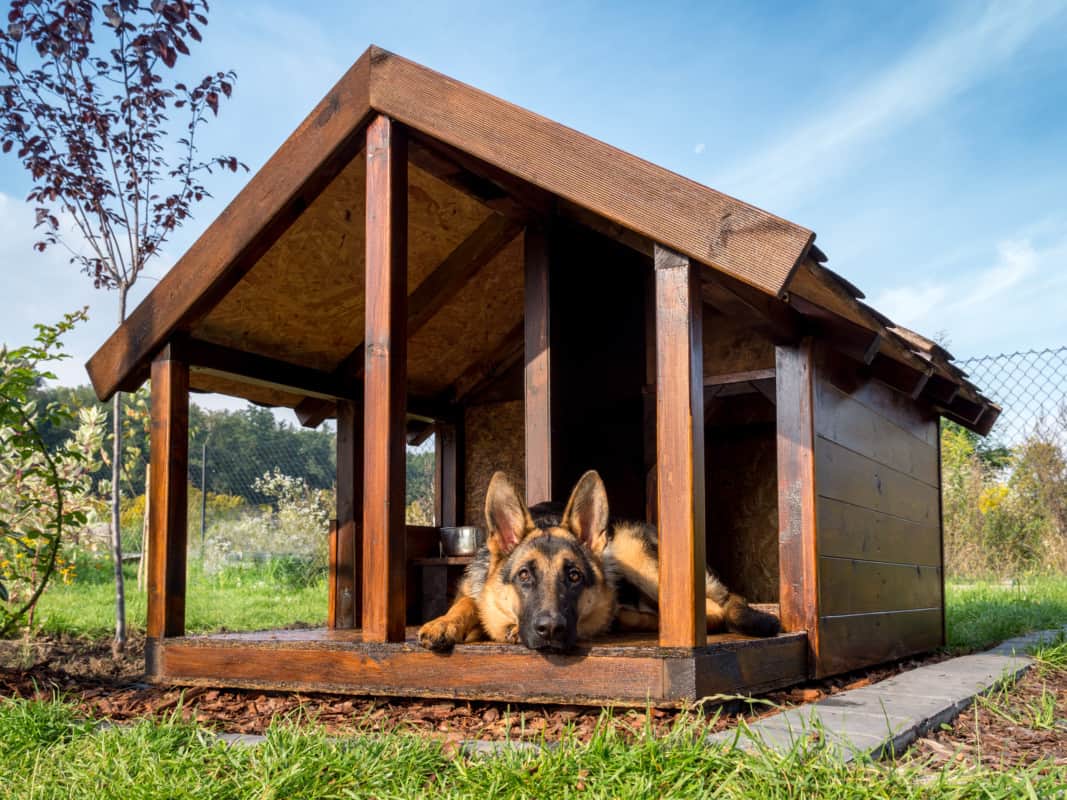 German Shepherd Resting in his Doghouse.