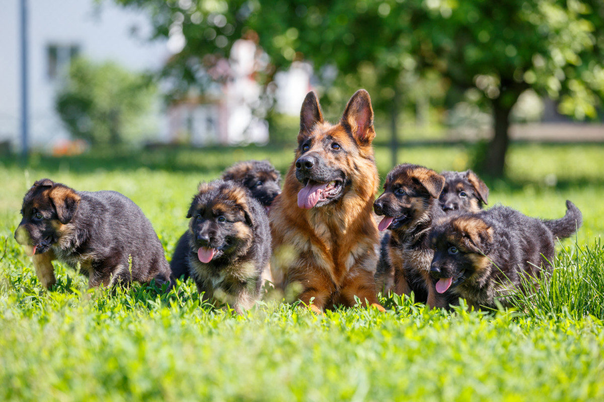 German Shepherd with its Puppies resting on green lawn. Is Large Breed Dog Food Necessary for Puppies and Adults?