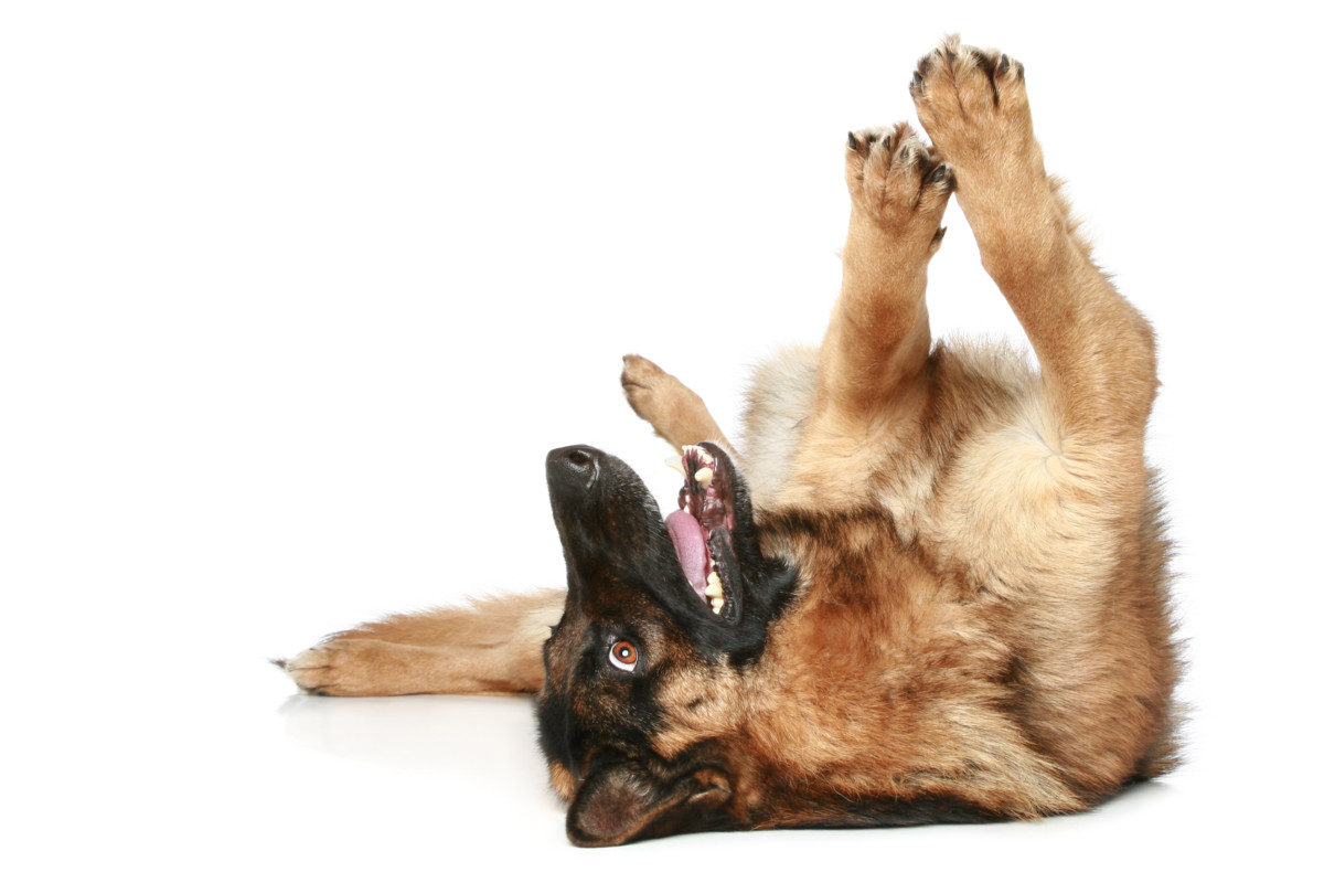 German Shepherd lying on his back with paws in the air. How Do German Shepherds Communicate? How To Read German Shepherd Body Language.

