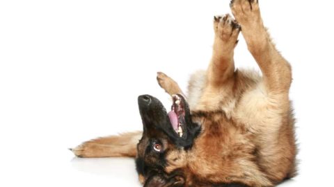 How To Read German Shepherd Body Language: 15 Signs Decoded