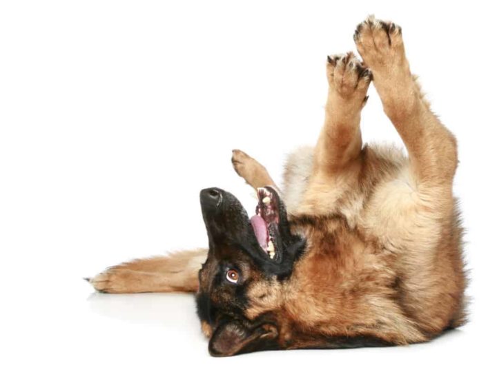 German Shepherd lying on his back with paws in the air. How Do German Shepherds Communicate?