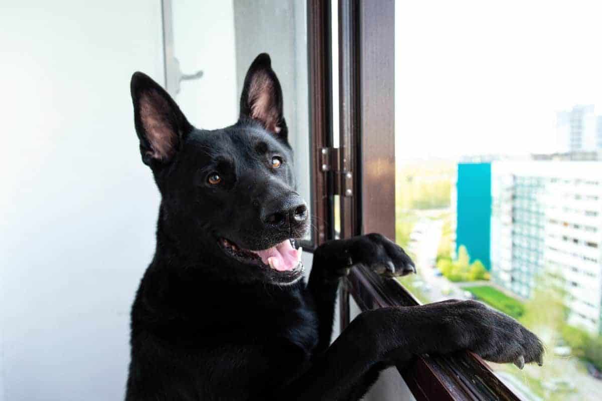 A German Shepherd dog looking out of the window of his apartment
