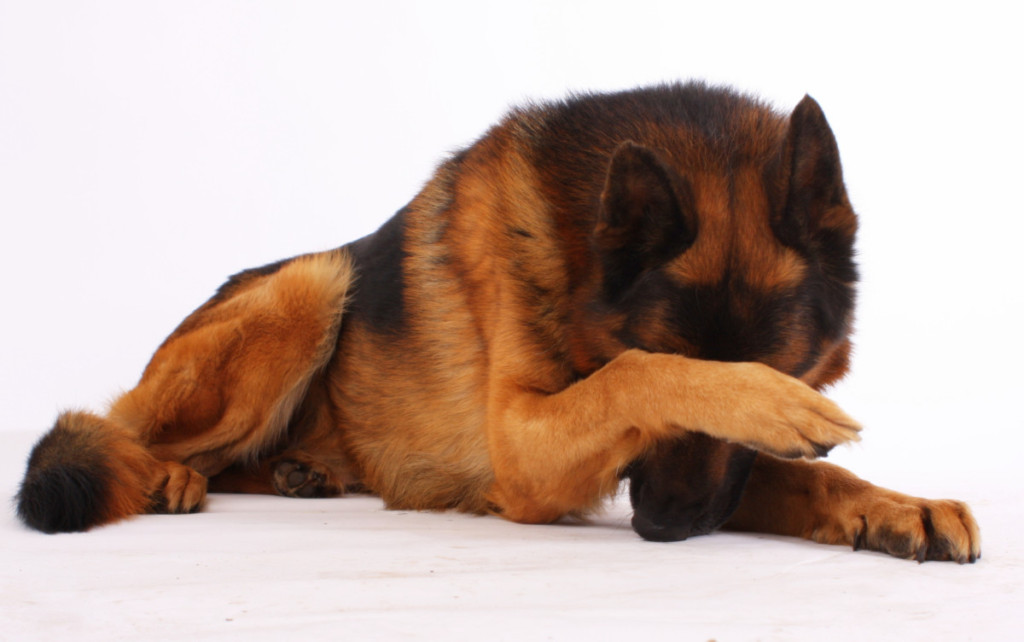German Shepherd hiding his face with his paw as if shamed. How to Discipline a German Shepherd: What Not to Do!