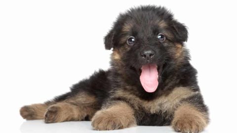 How to Train an 8 Week Old German Shepherd Puppy: Beginners Guide