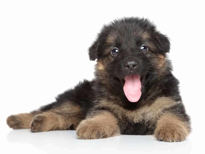 How to Train 8 Week Old German Shepherd Puppy