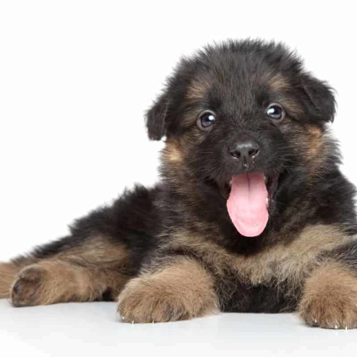 How to Train an 8 Week Old German Shepherd Puppy