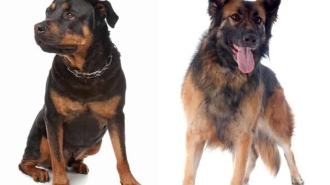 Is a German Shepherd Stronger Than a Rottweiler?