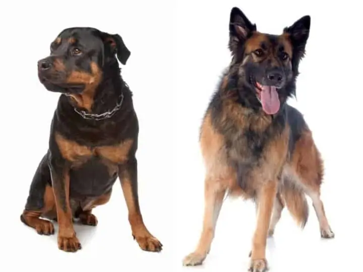 A German Shepherd and a Rottweiler. Is a German Shepherd Stronger Than a Rottweiler?
