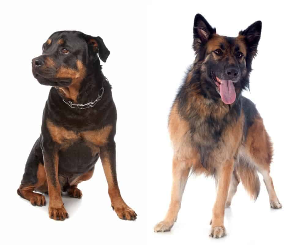 A German Shepherd and a Rottweiler. Can a German Shepherd Kill a Rottweiler?