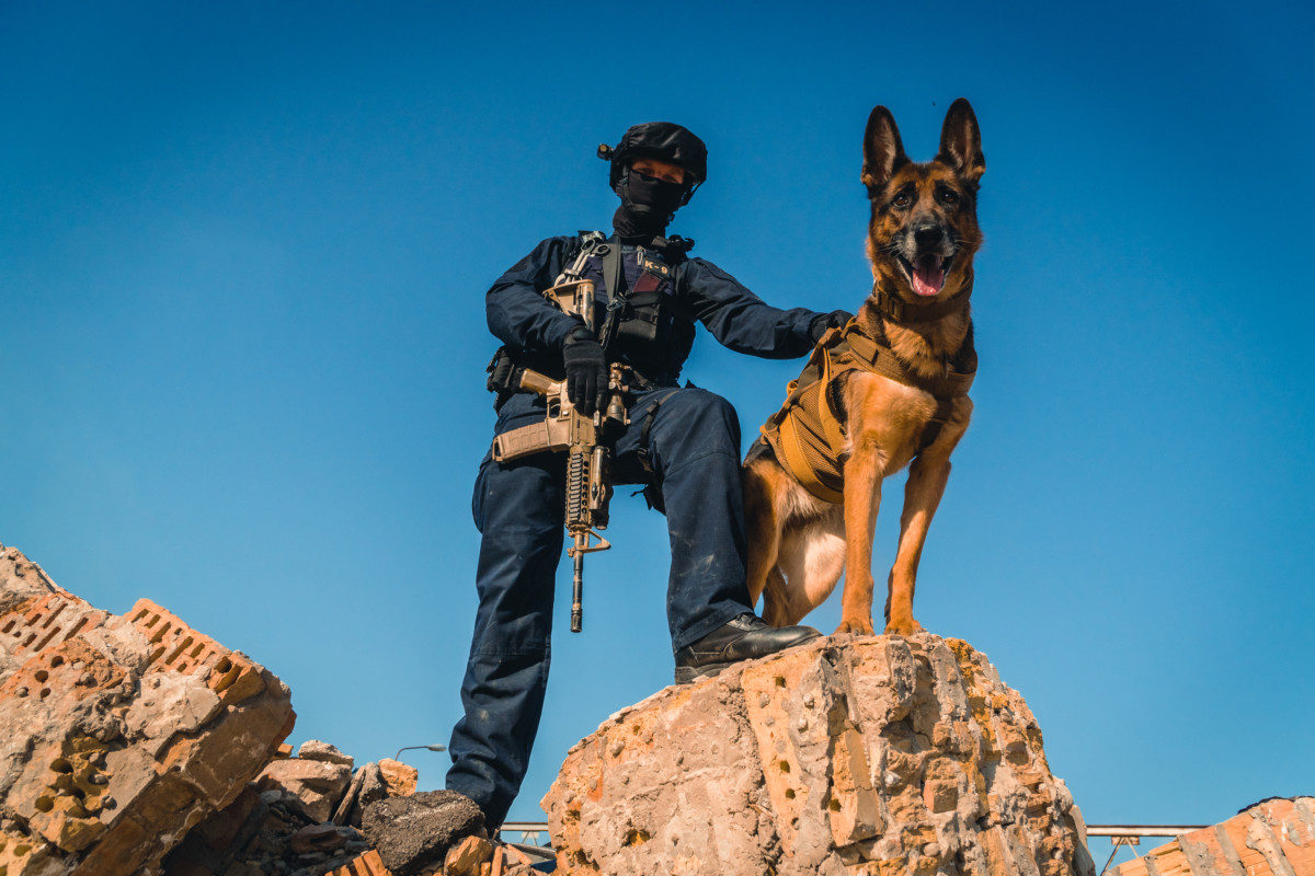 Military German Shepherd stood on a rock with a soldier