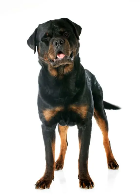 Portrait of a Rottweiler. Is a German Shepherd Stronger Than a Rottweiler?