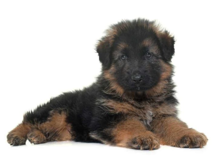 Cute German Shepherd Puppy. Should I Let My German Shepherd Sleep with Me?