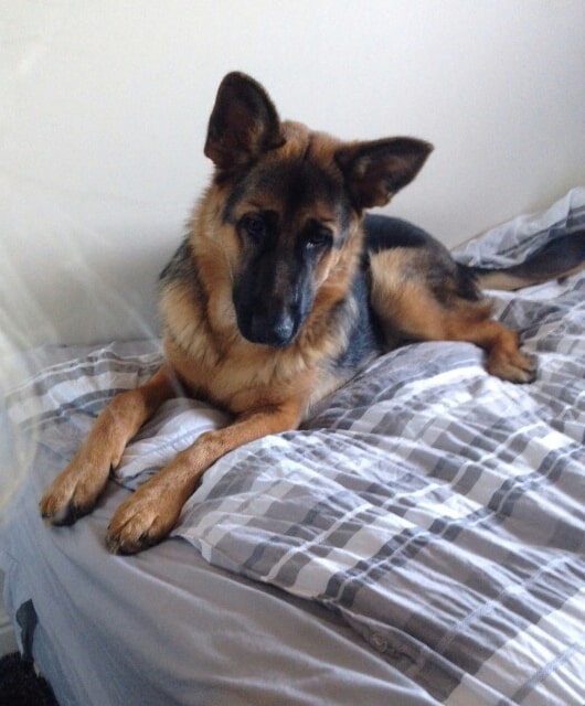 7 month old German Shepherd laying on its owners bed. 