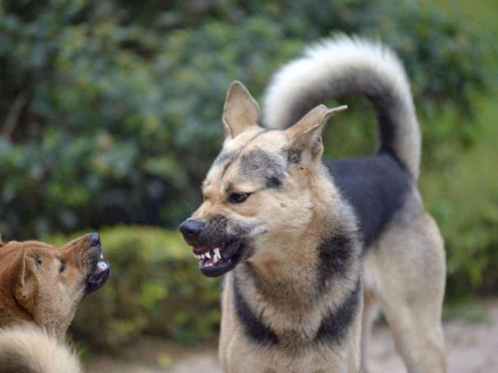 Aggressive German Shepherd barking at another dog. Why Does My German Shepherd Bark At Other Dogs?