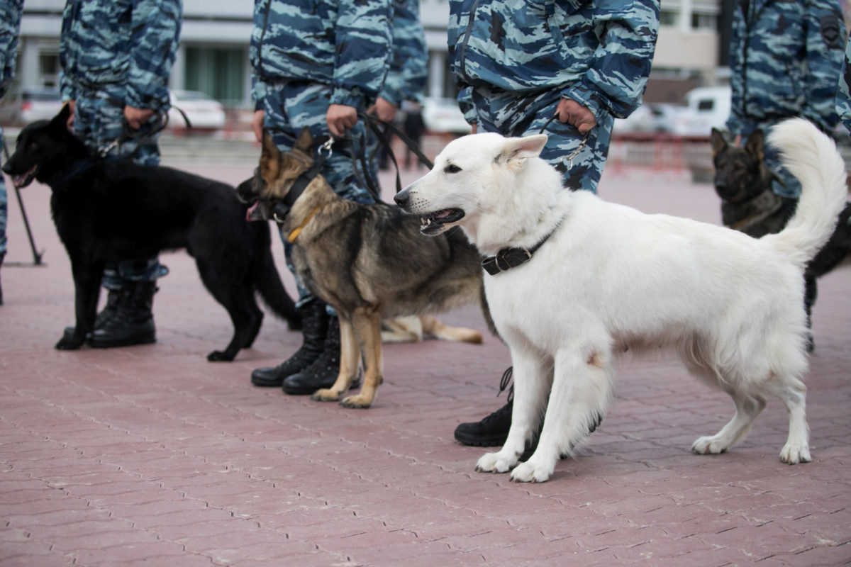 White police dog. Are White German Shepherds Aggressive?
