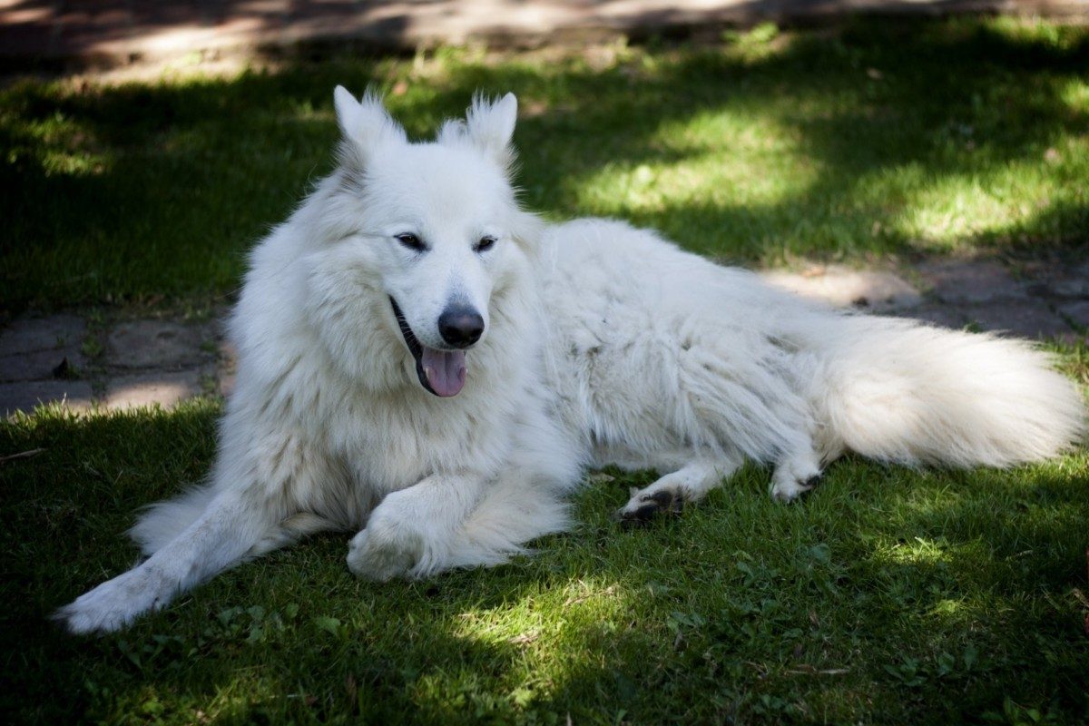 Why are White German Shepherds Disqualified  