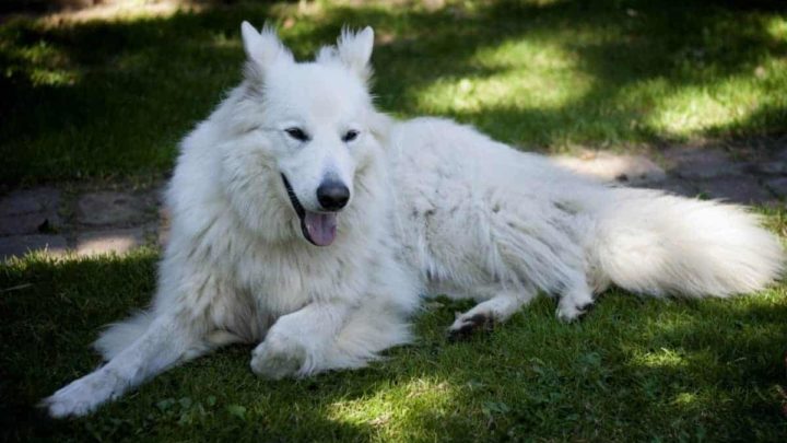 Are White German Shepherds Purebred? Myths vs. Reality! – World of Dogz