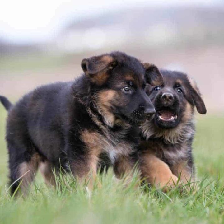 German Shepherd Price (21 Examples of Puppy Prices in ...