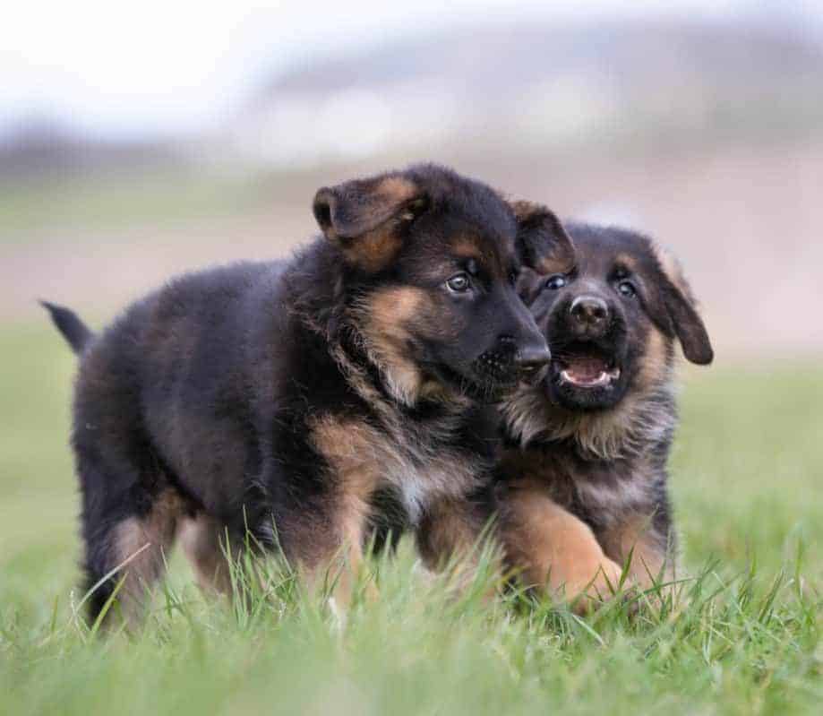 Two Cute German Shepherd Puppies. German Shepherd price / price range.