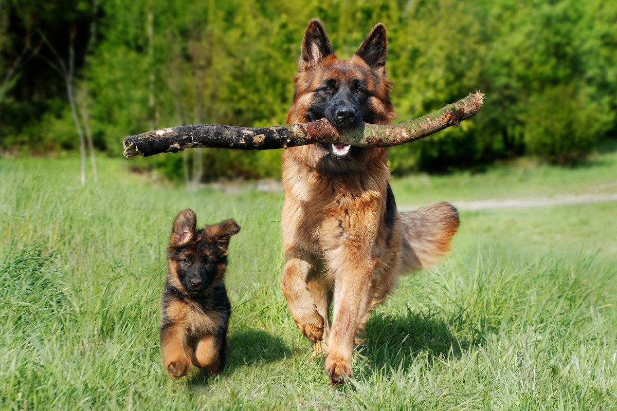 A German Shepherd with her puppy running in a field. Costs of Owning a German Shepherd