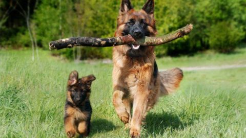 Costs of Owning a German Shepherd: With 21 Examples!