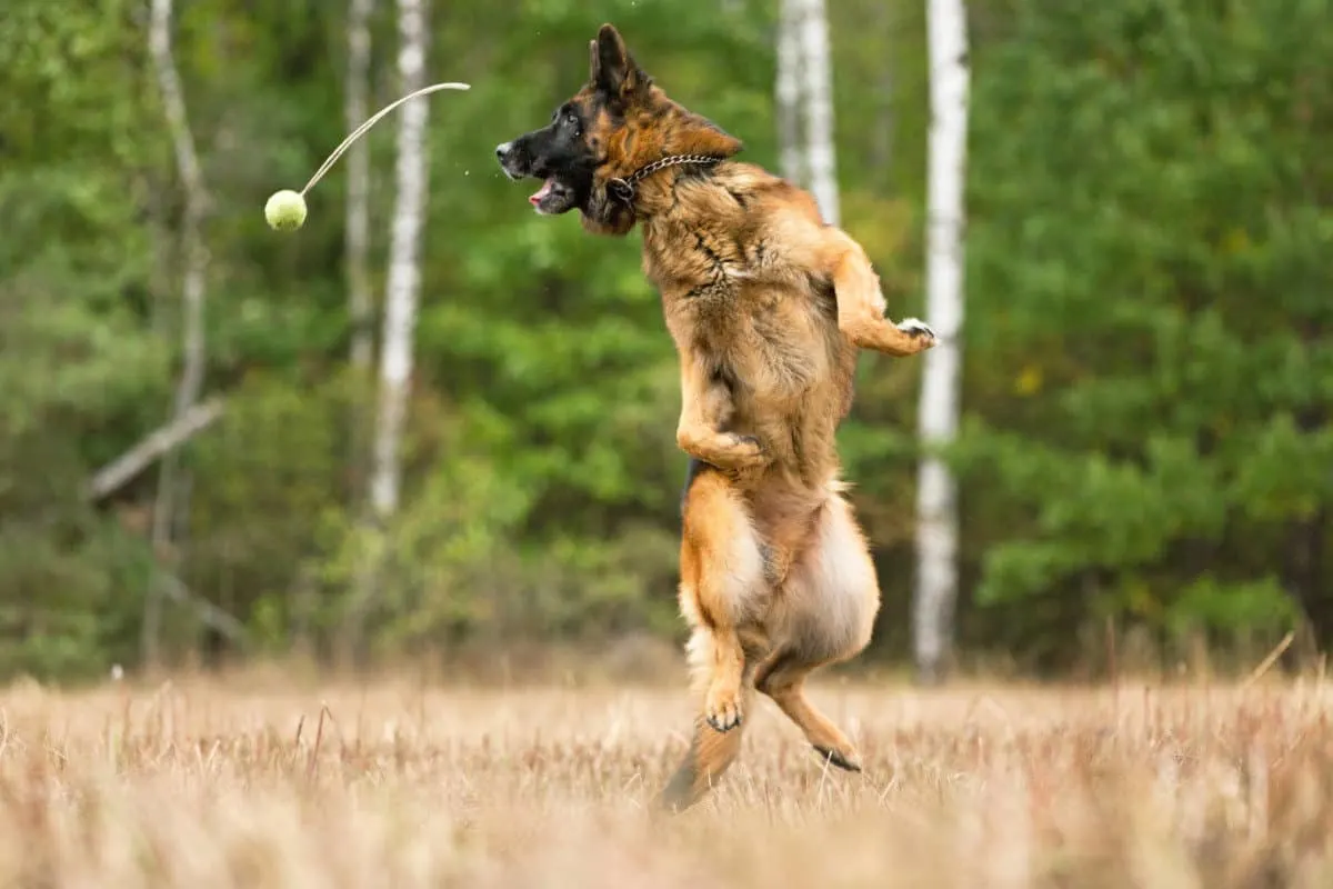 German Shepherd in the air catching a ball