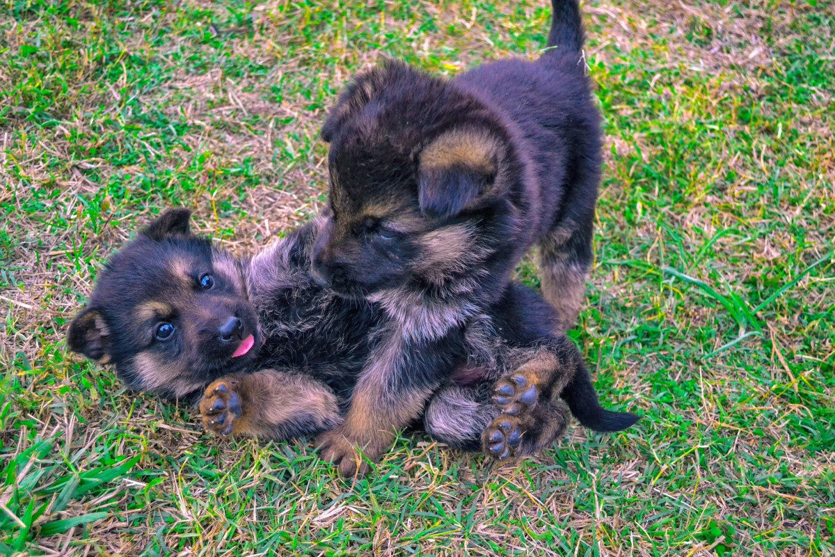 Two German Shepherd puppies playing. Why Are German Shepherds So Expensive?
